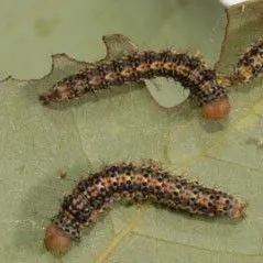 thumbnail for publication: Bumelia Webworm Urodus parvula (Edwards 1881) (Insecta: Lepidoptera: Urodidae)